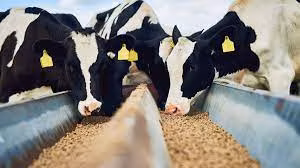 L-Valine Feed Grade Amino Acid Famiqs Certified